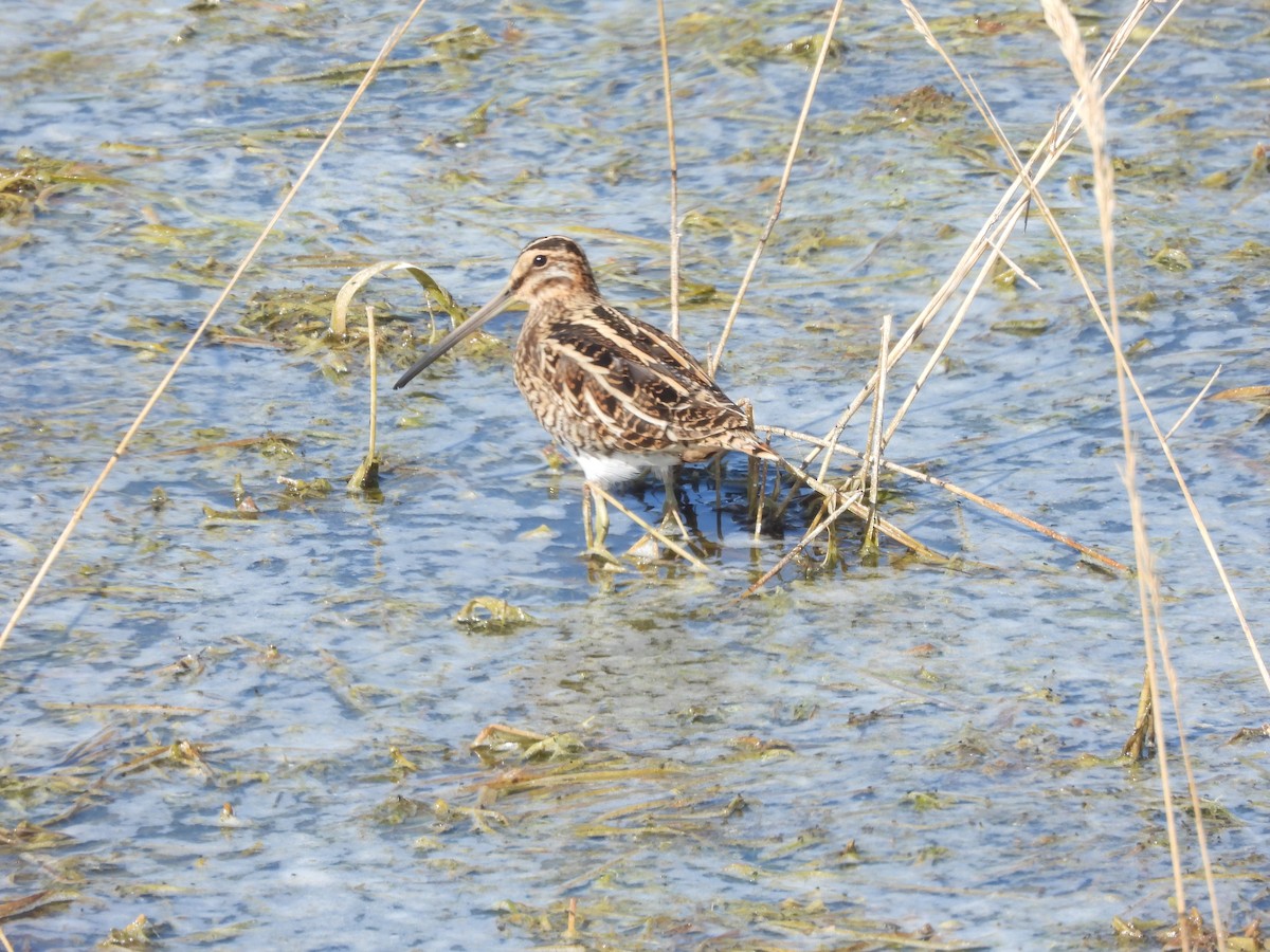 Common Snipe - Jorge Franco Uche