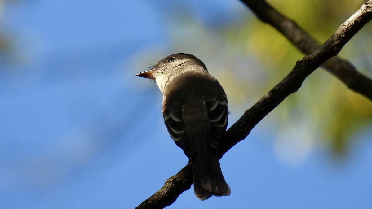 Eastern Wood-Pewee - Keith Eric Costley