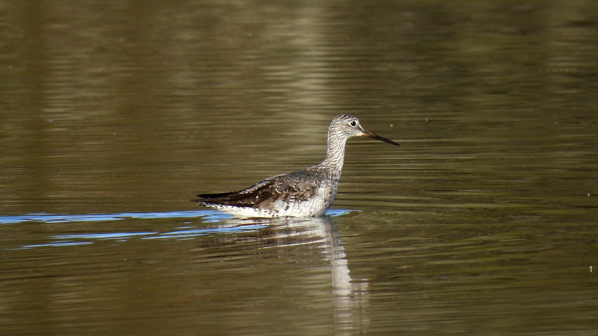 Greater Yellowlegs - ML609834979