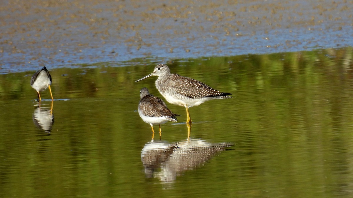 Greater Yellowlegs - ML609834980