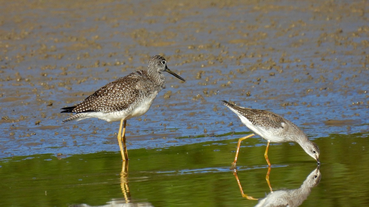 Greater Yellowlegs - ML609834981