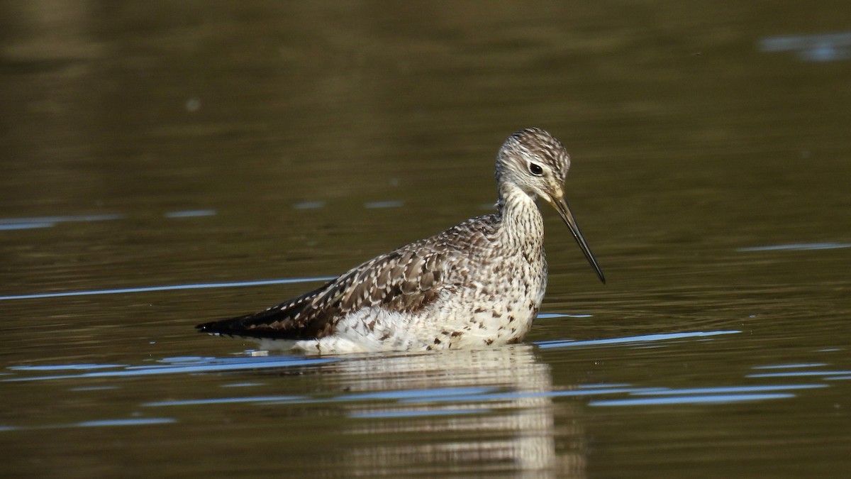 Greater Yellowlegs - ML609834983