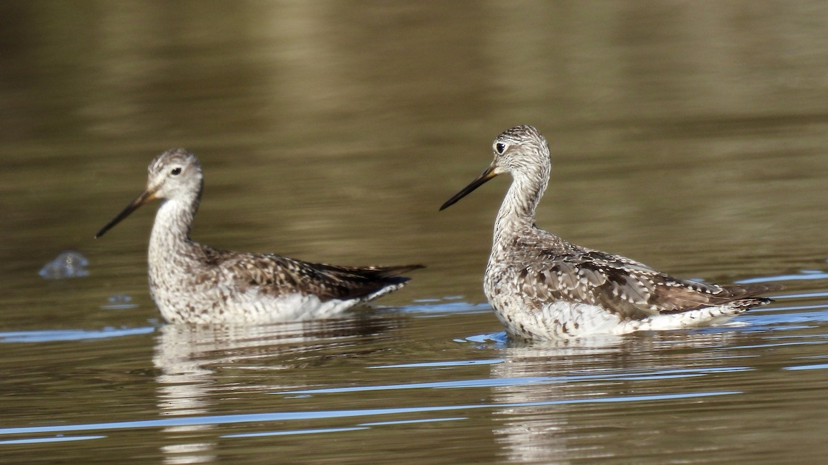 Greater Yellowlegs - Keith Eric Costley