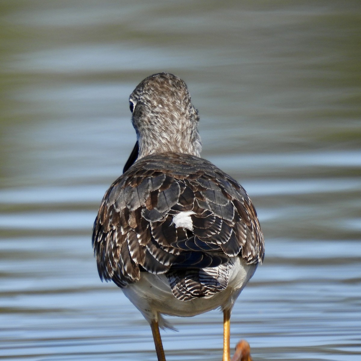 Greater Yellowlegs - ML609834985