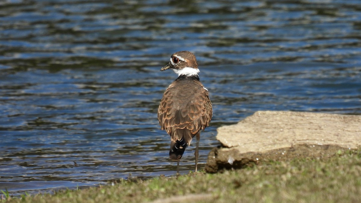 Killdeer - ML609834987