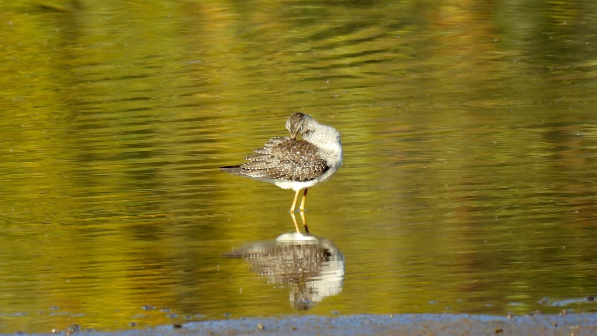 Lesser Yellowlegs - Keith Eric Costley