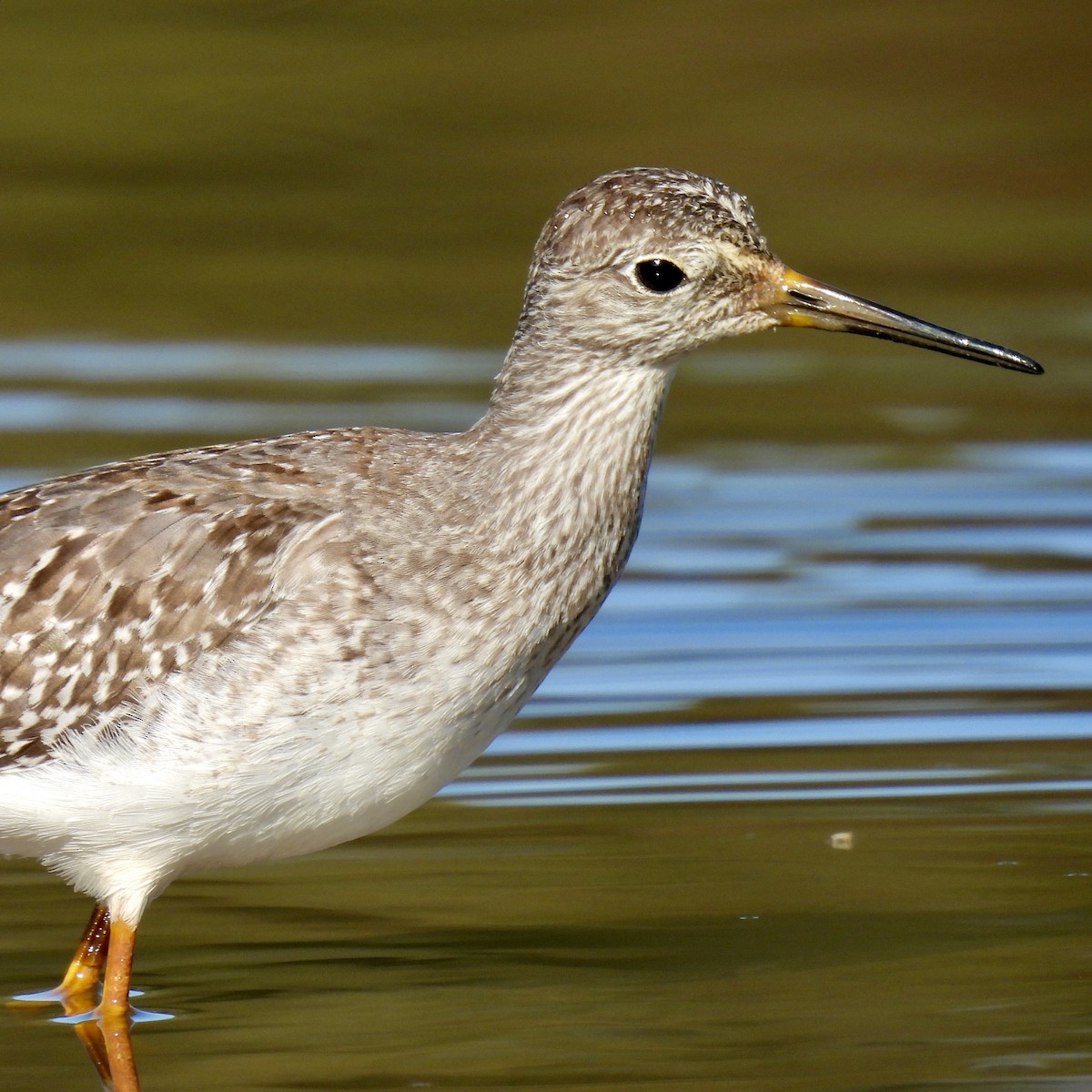 Lesser Yellowlegs - ML609834991