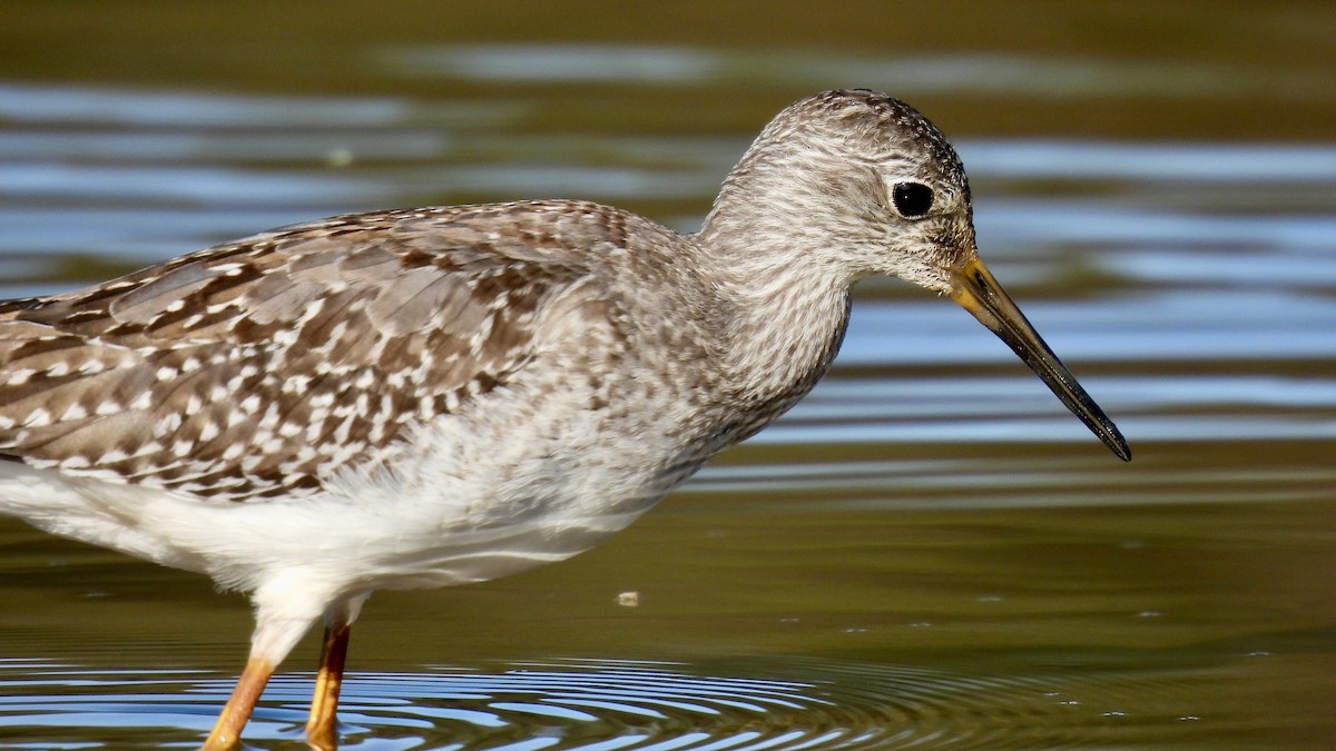 Lesser Yellowlegs - ML609834992