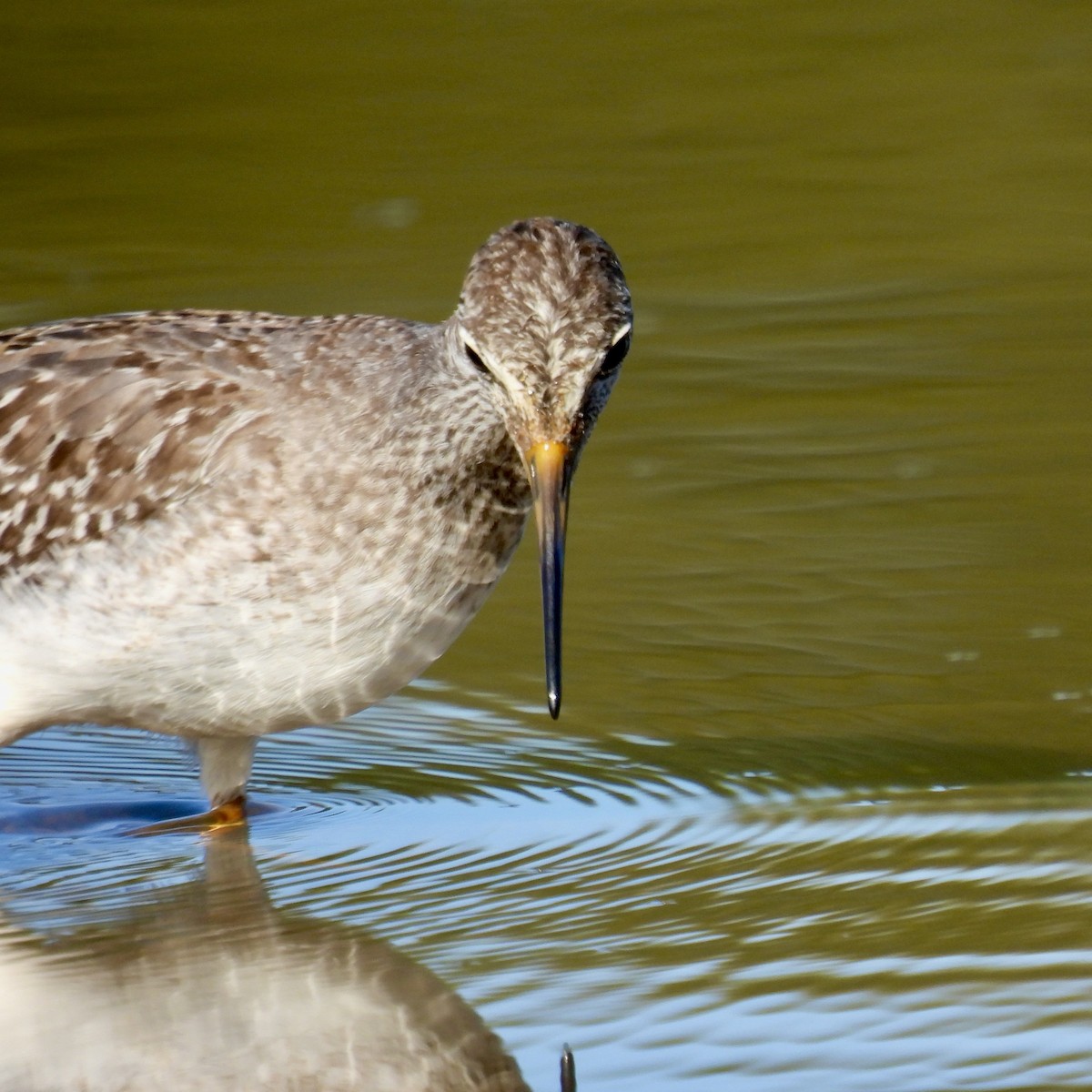 Lesser Yellowlegs - ML609834993