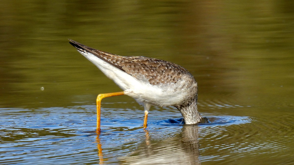 Lesser Yellowlegs - ML609834994