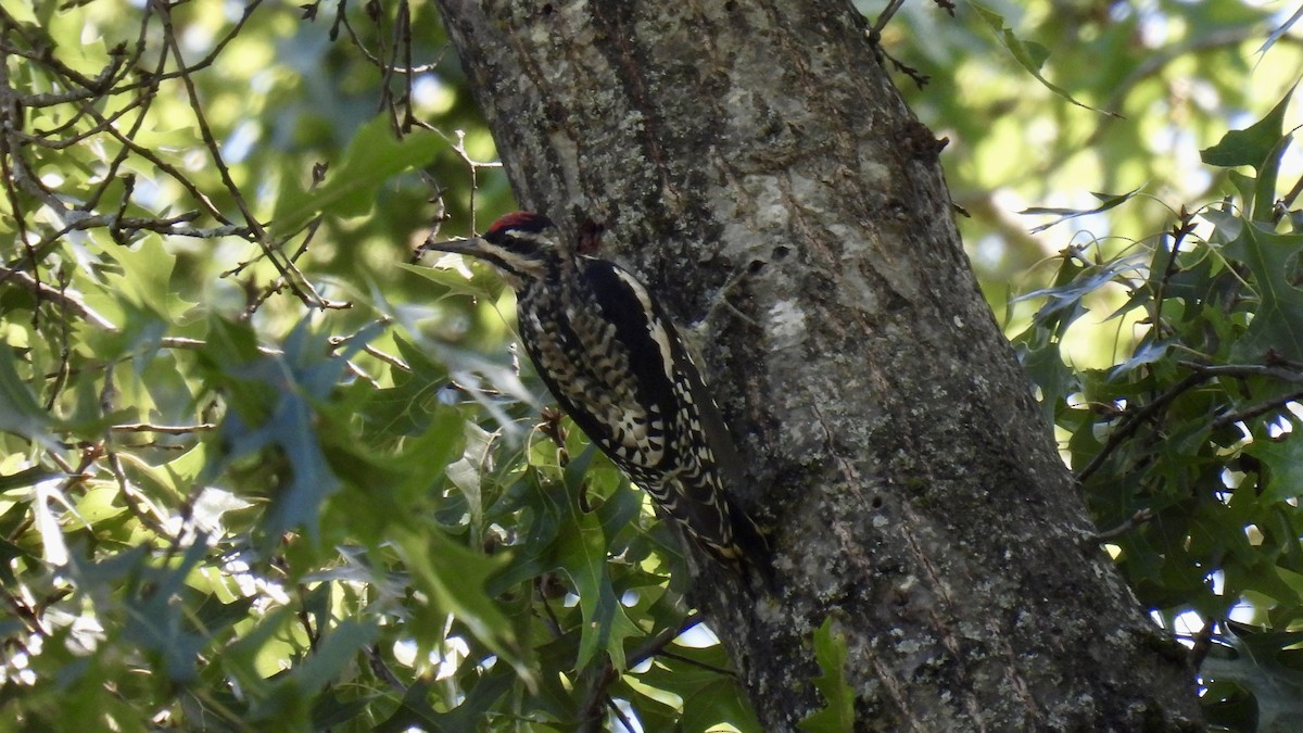 Yellow-bellied Sapsucker - ML609834998