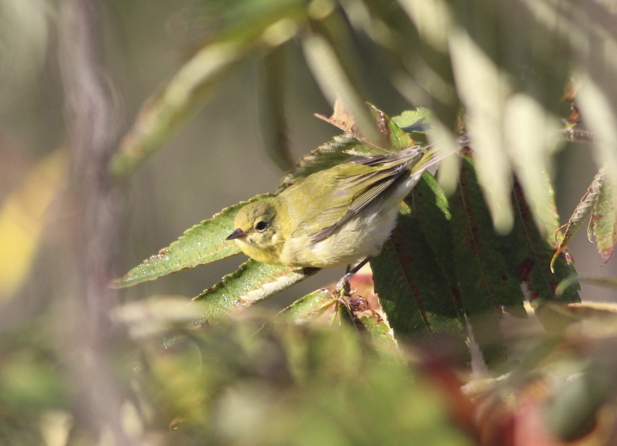 Tennessee Warbler - ML609835036