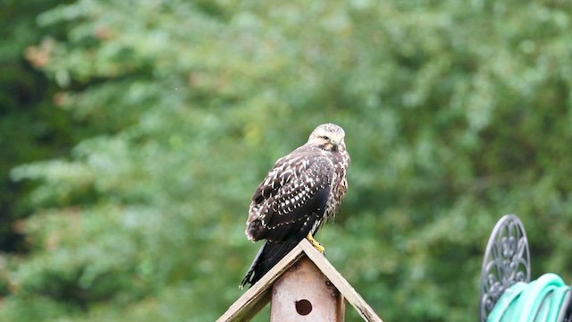 Swainson's Hawk - ML609835077