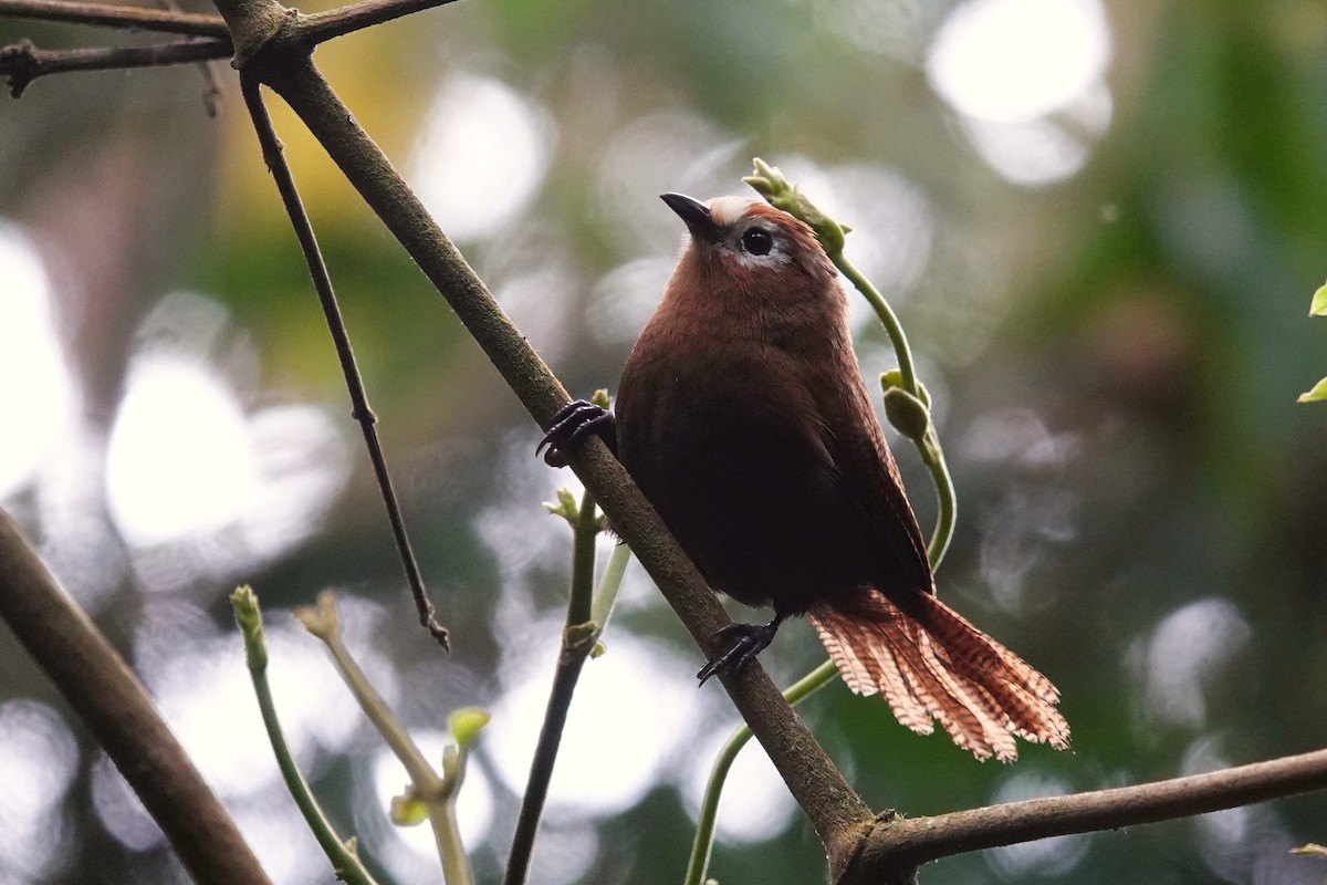 Peruvian Wren - ML609835120