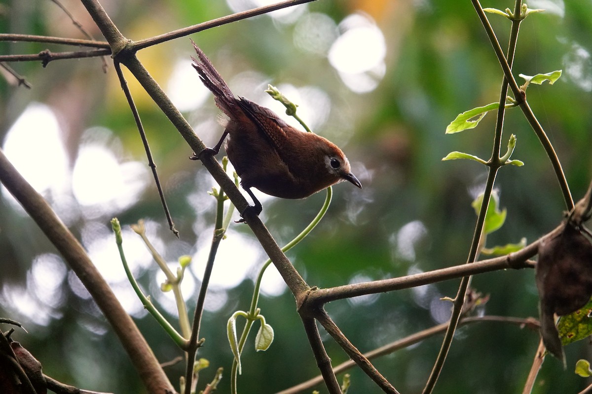 Peruvian Wren - ML609835121