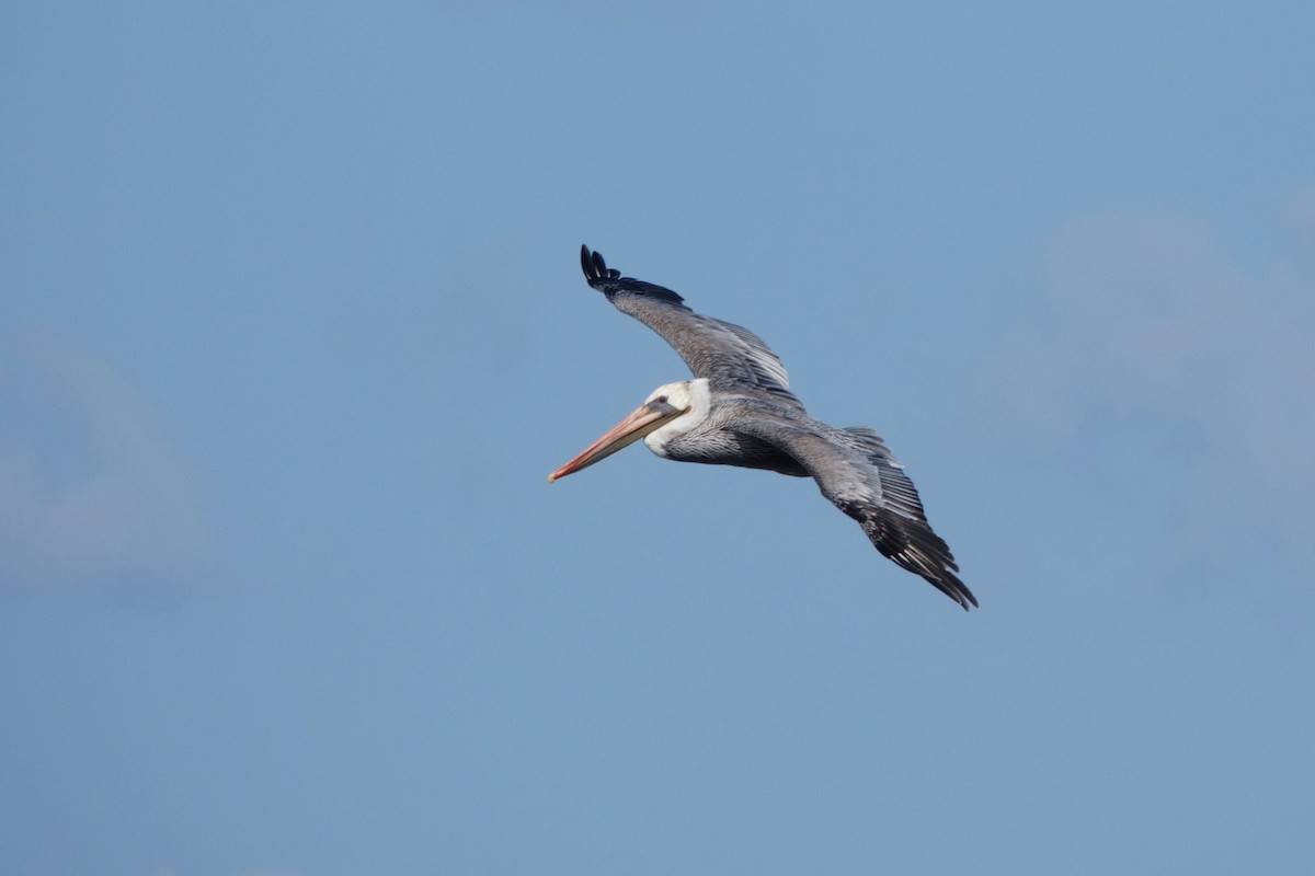 Brown Pelican - ML609835155