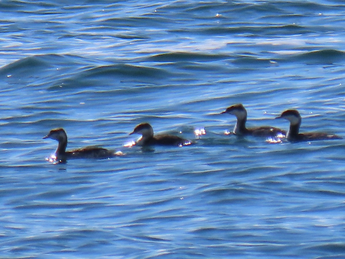 Horned Grebe - ML609835203