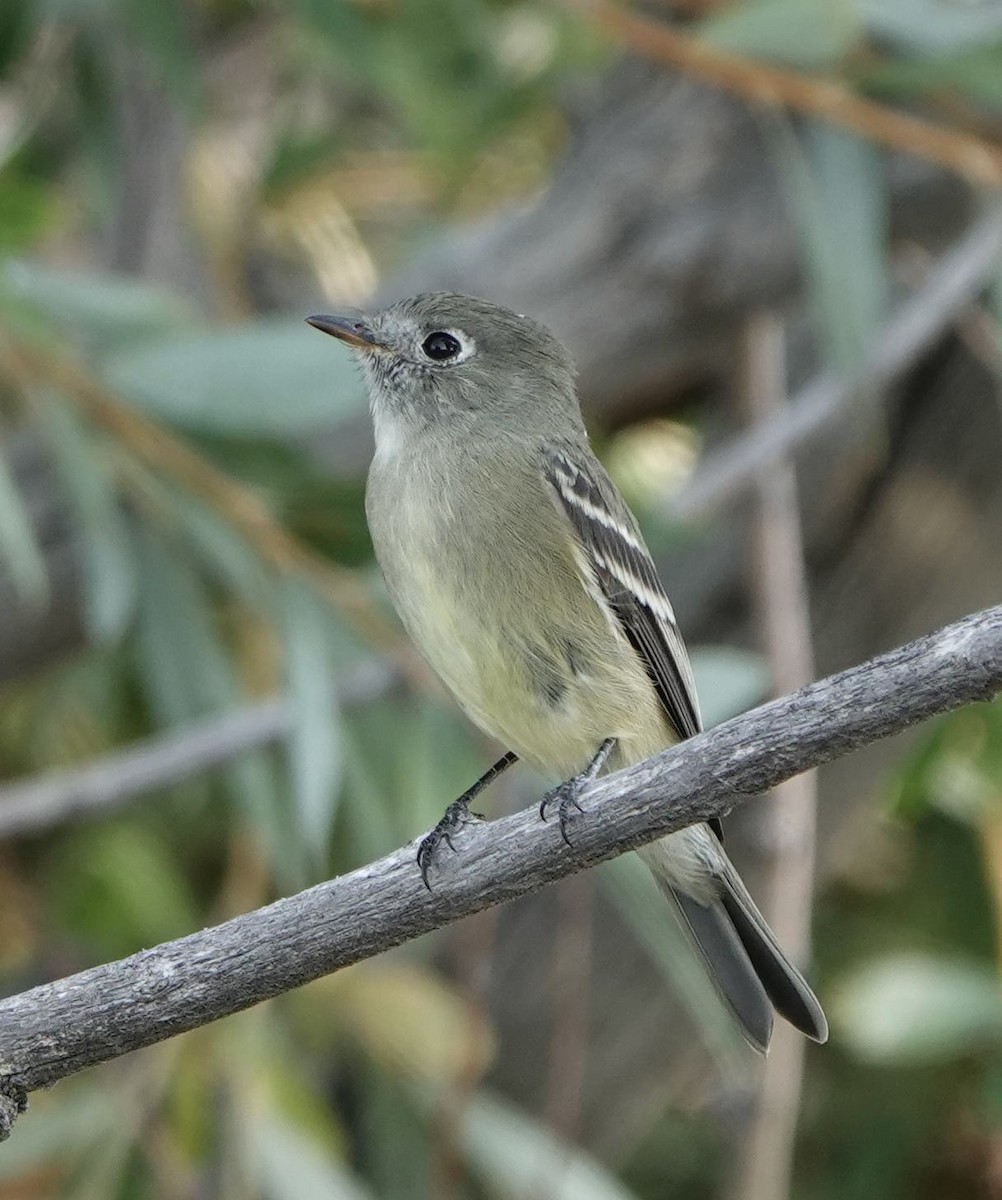 Empidonax sp. - ML609835207