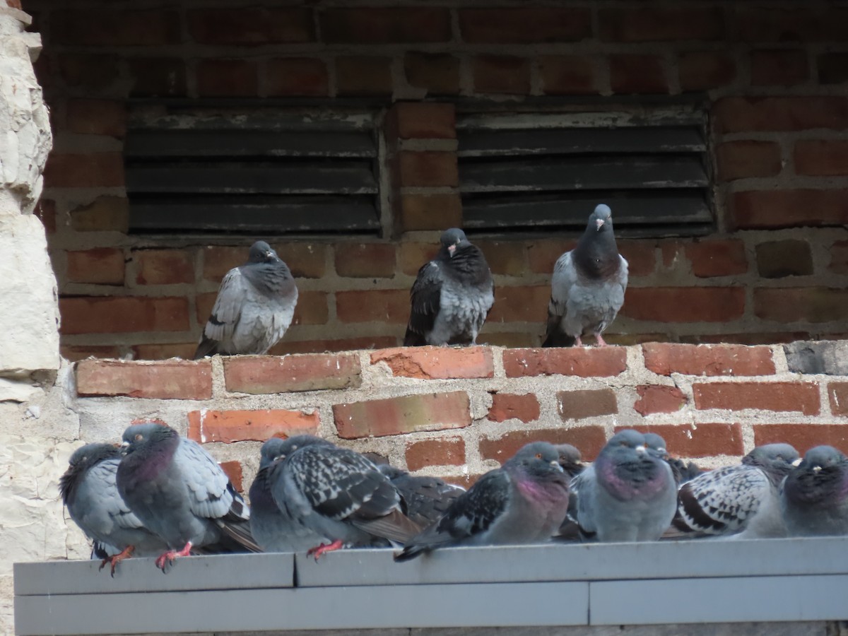 Rock Pigeon (Feral Pigeon) - ML609835213