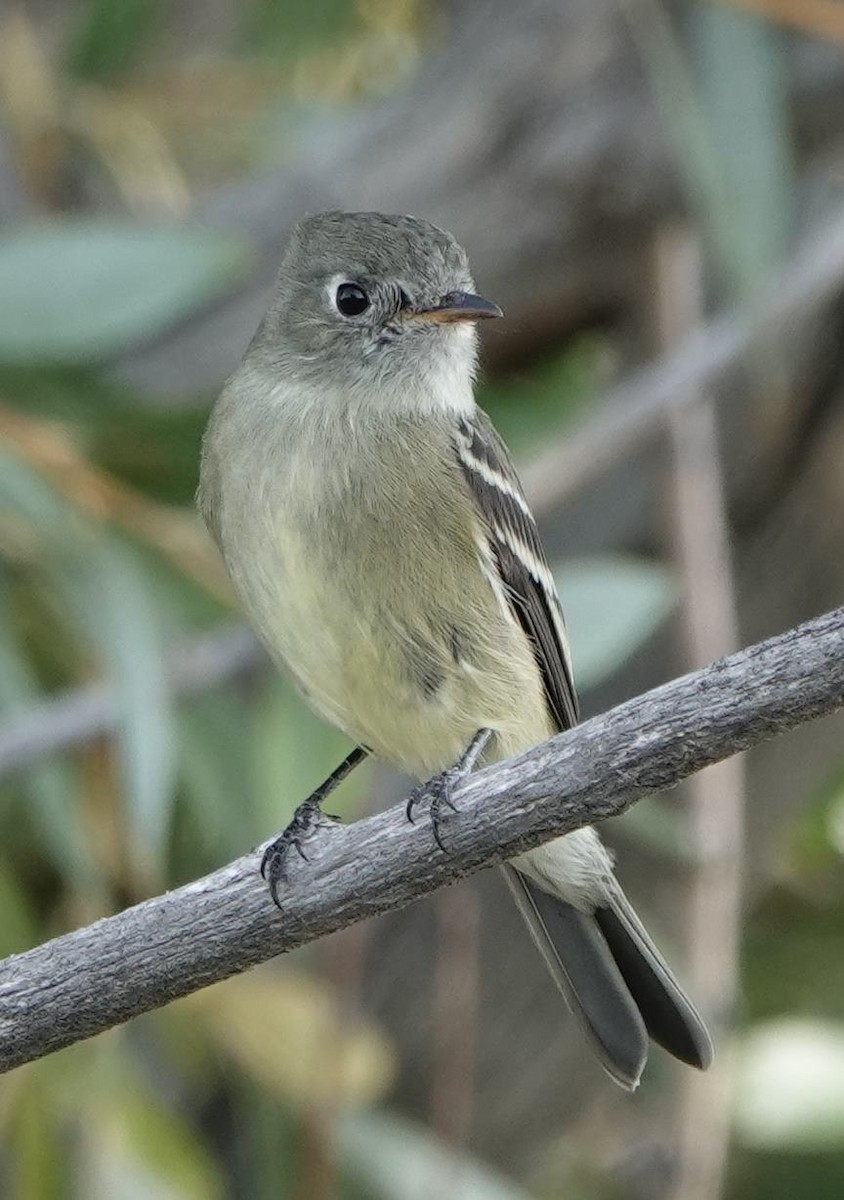 Empidonax sp. - ML609835217