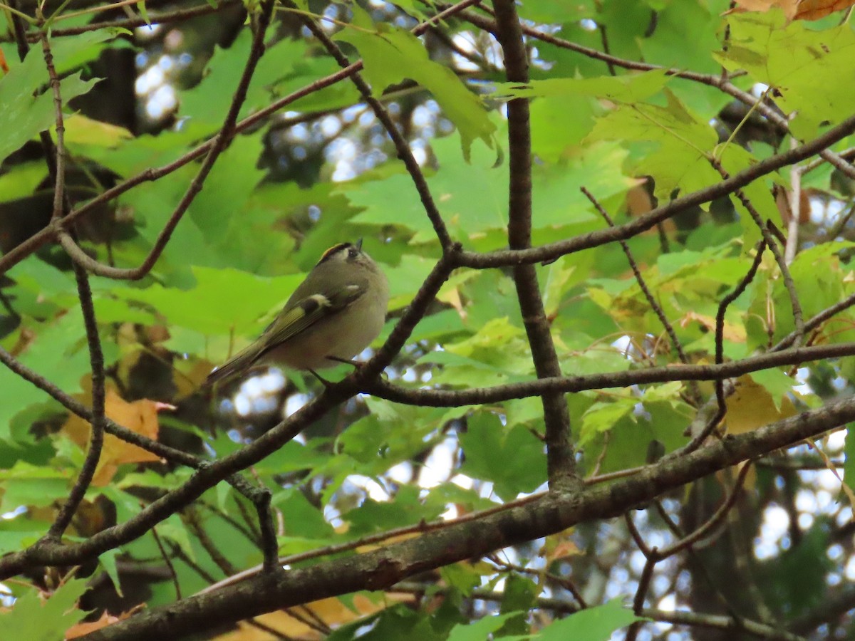 Roitelet à couronne dorée - ML609835218