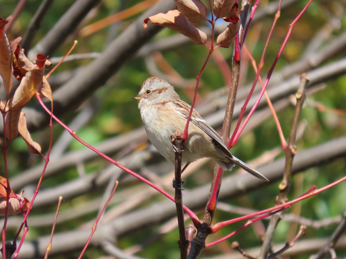 American Tree Sparrow - ML609835227