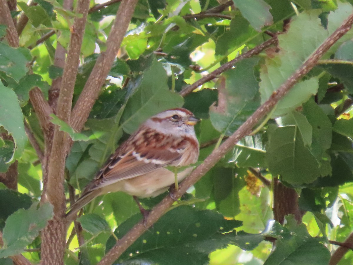 American Tree Sparrow - ML609835228