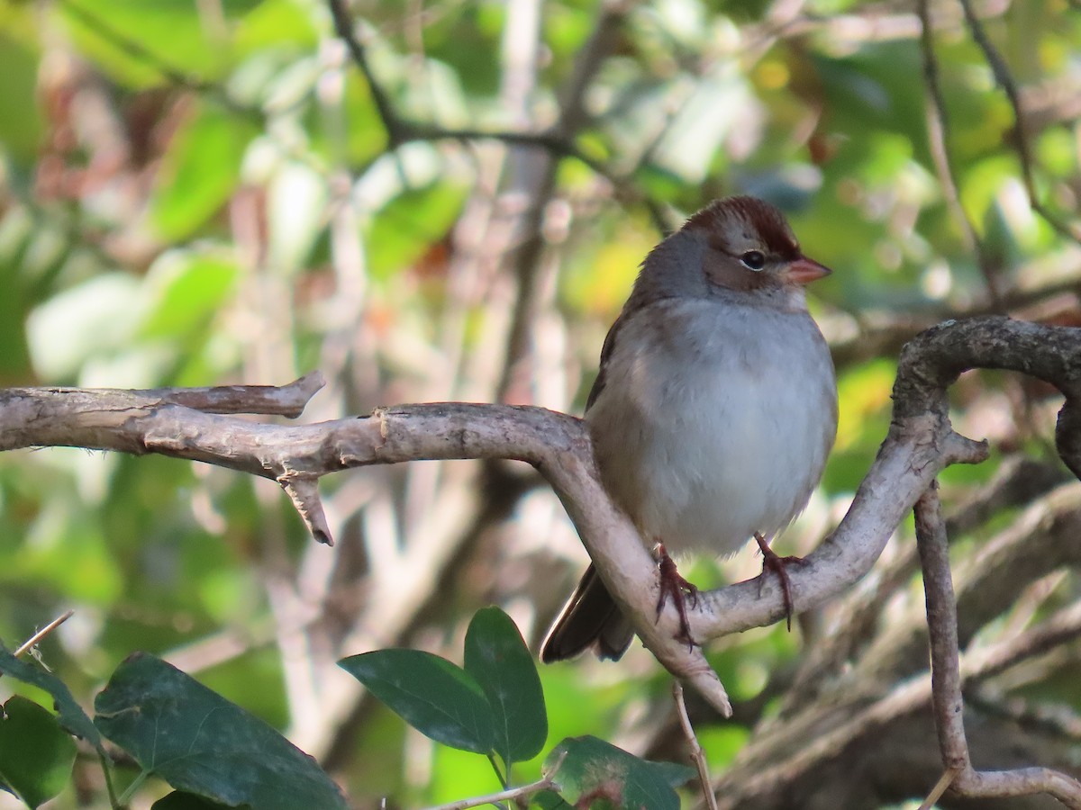 White-crowned Sparrow - Lydia Nelson