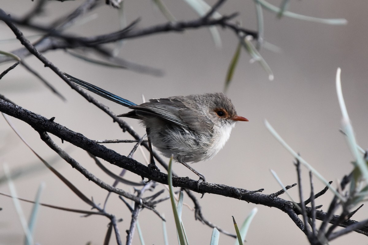 Purple-backed Fairywren (Purple-backed) - ML609835269