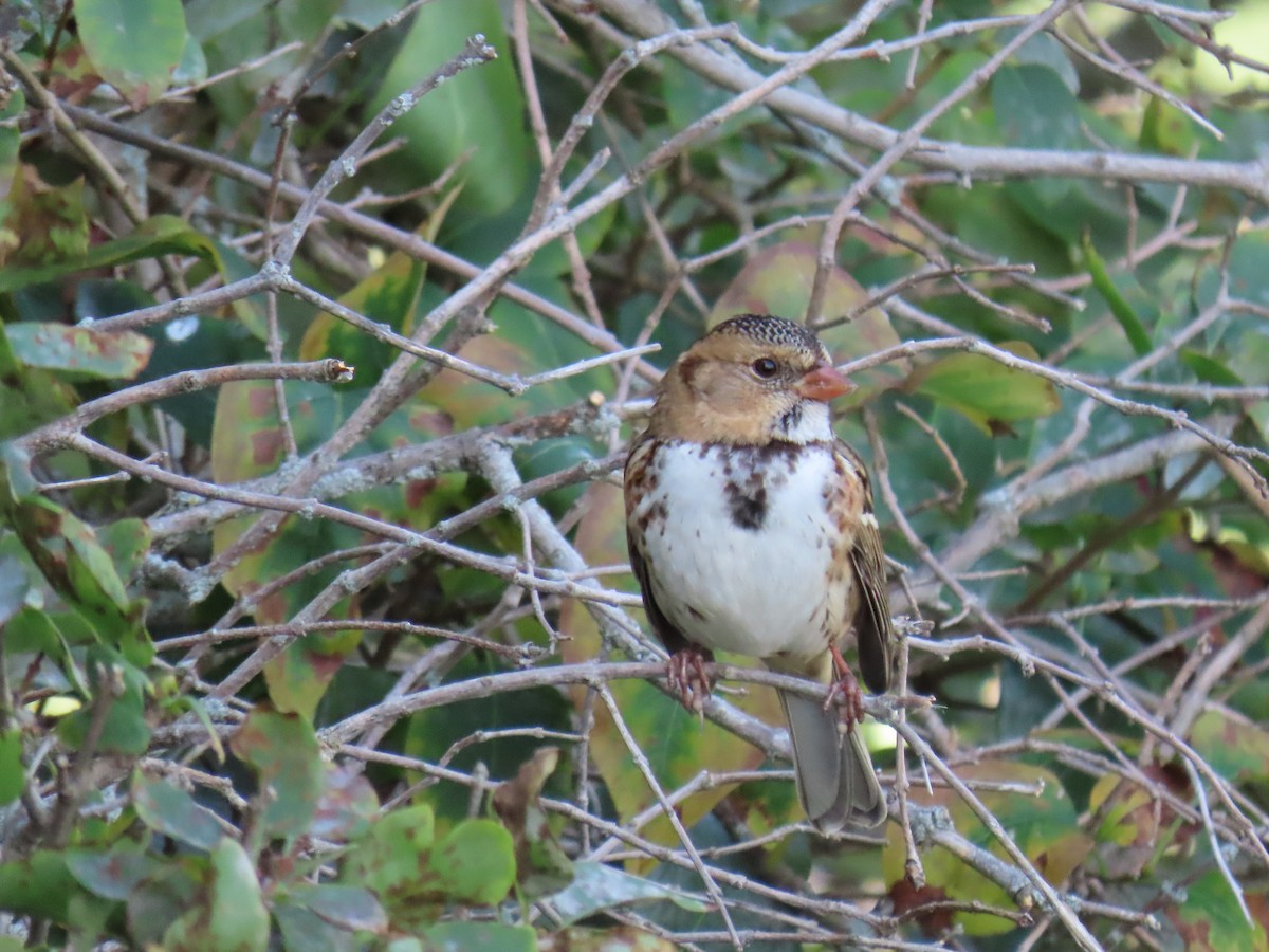 Harris's Sparrow - ML609835272