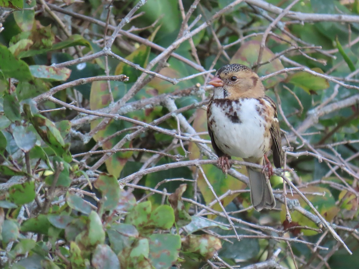 Harris's Sparrow - ML609835273