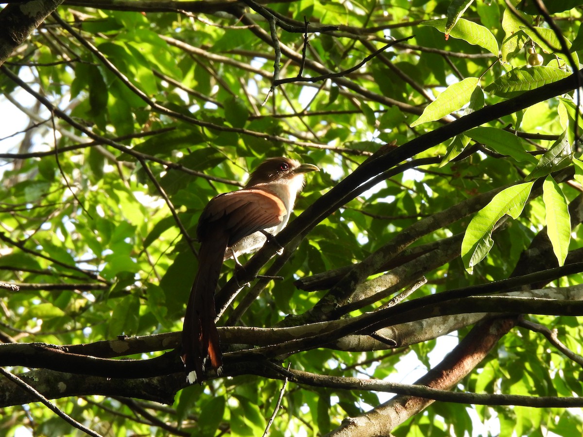 Squirrel Cuckoo - Iza Alencar