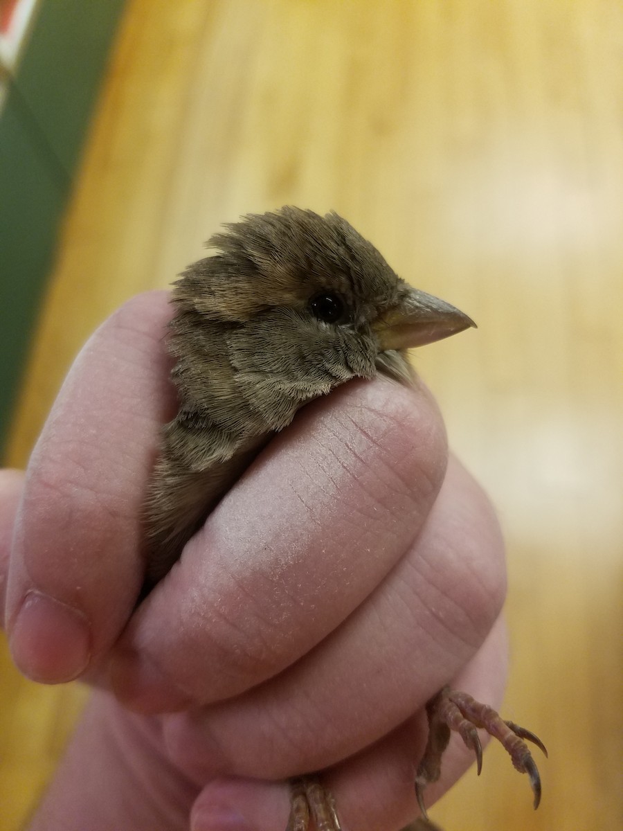 House Sparrow - ML609835301