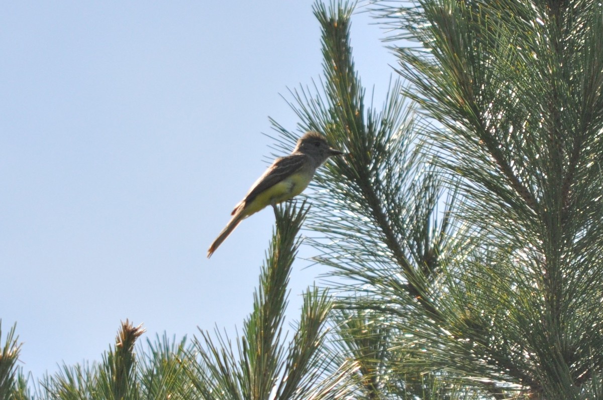 Great Crested Flycatcher - ML609835329