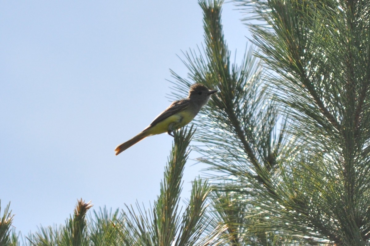 Great Crested Flycatcher - ML609835348