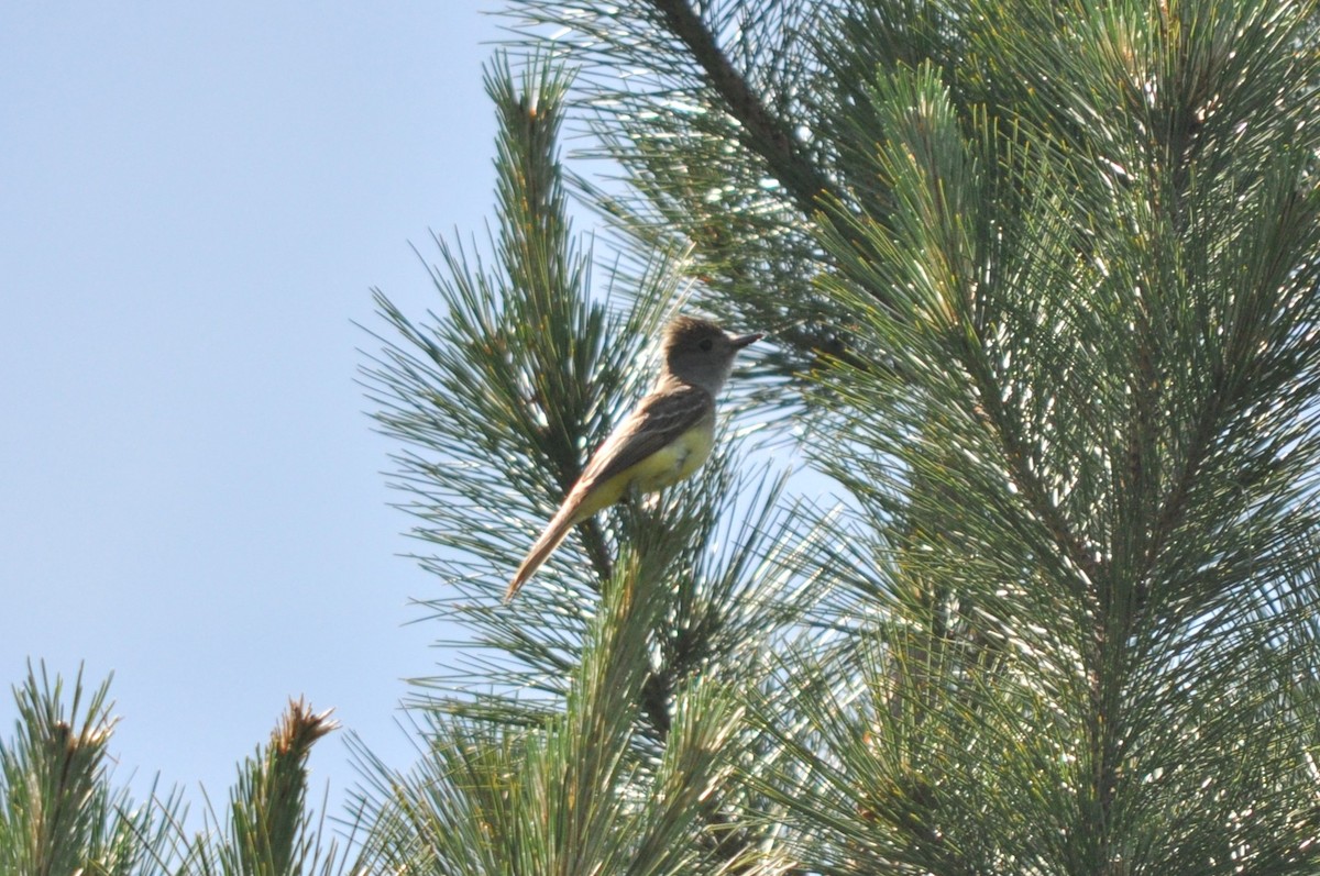 Great Crested Flycatcher - ML609835384