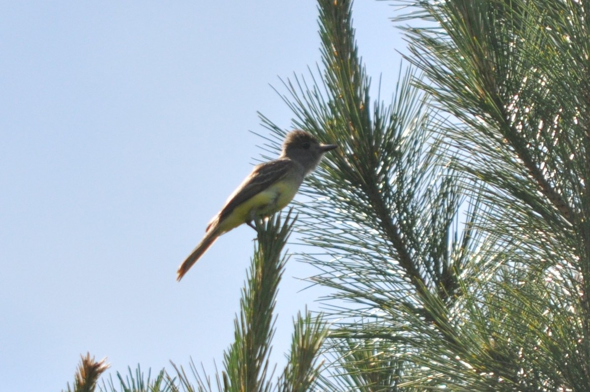 Great Crested Flycatcher - ML609835422