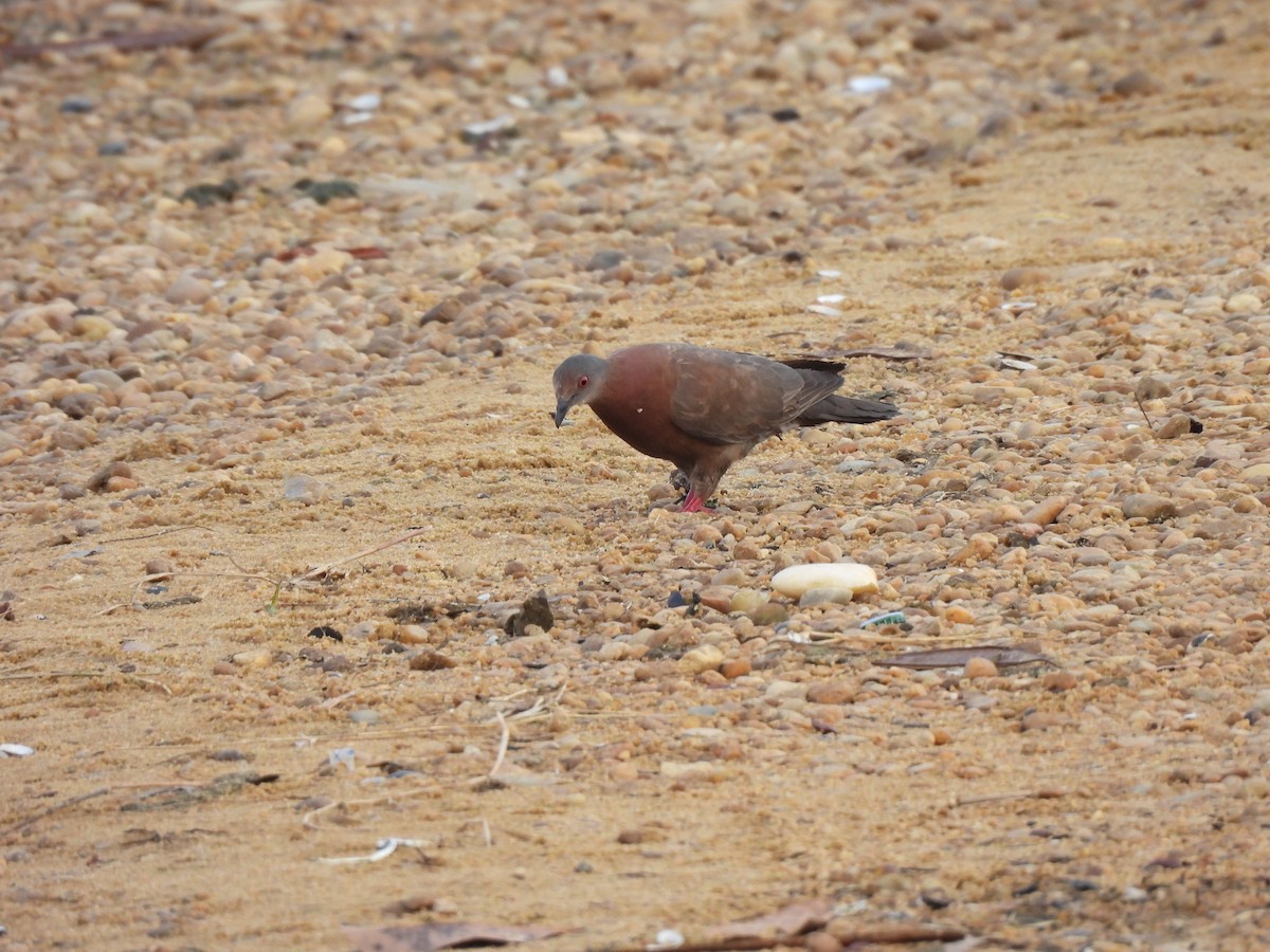 Pale-vented Pigeon - ML609835436