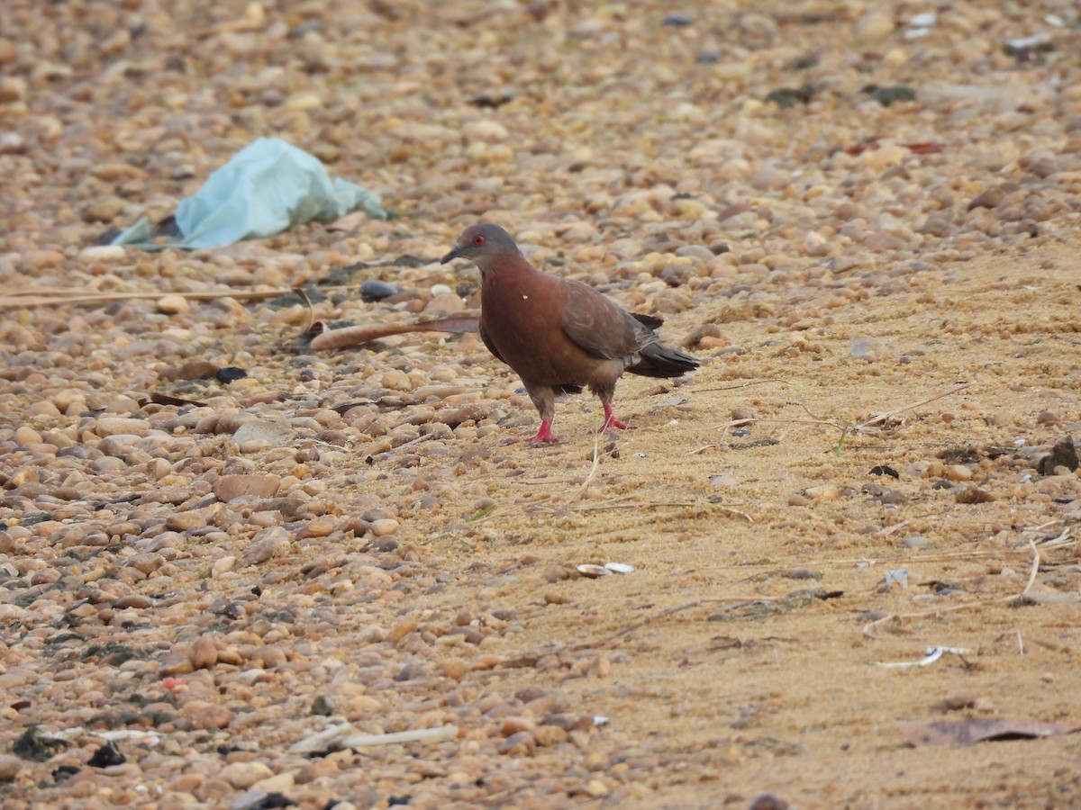 Pale-vented Pigeon - ML609835439