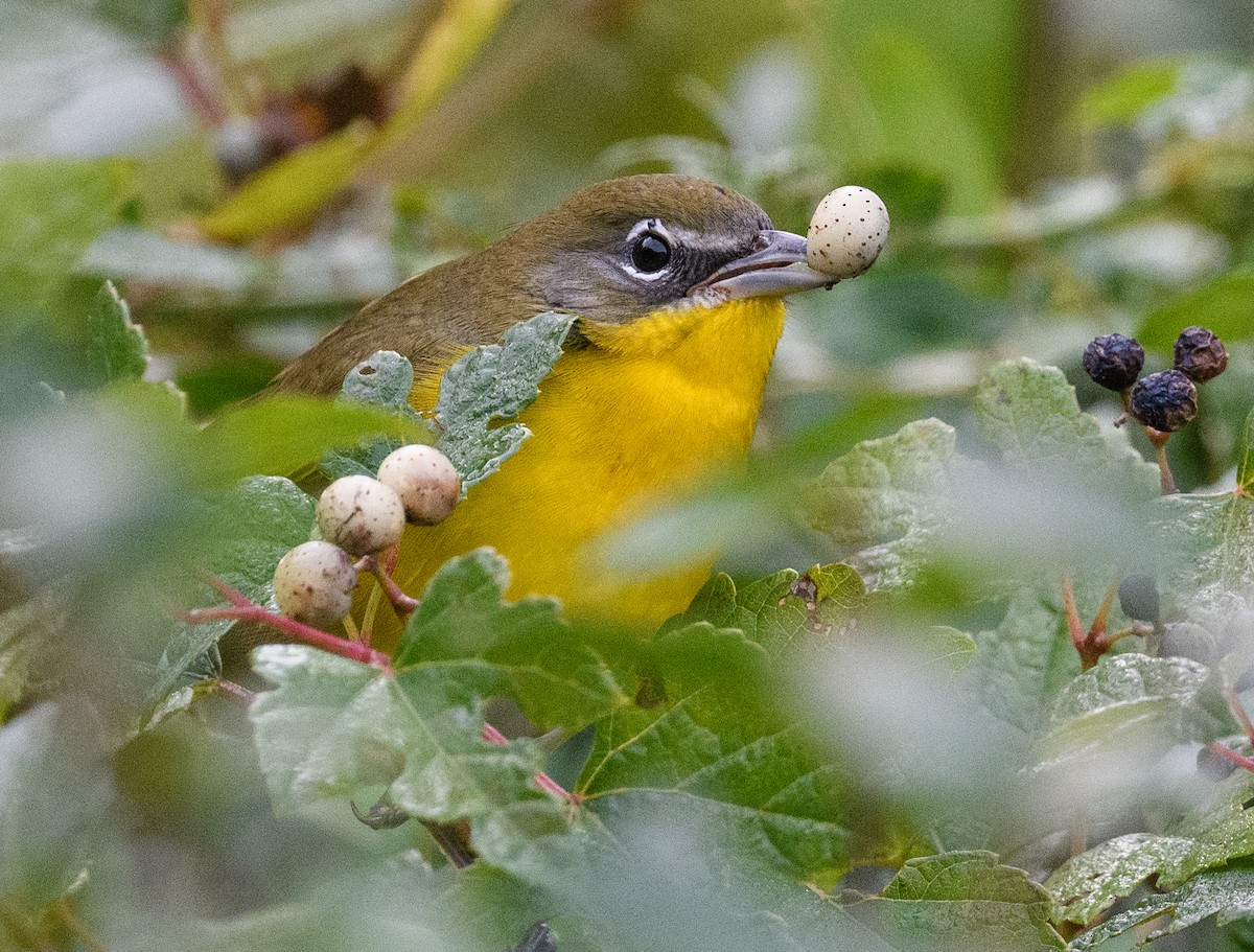 Yellow-breasted Chat - ML609835463