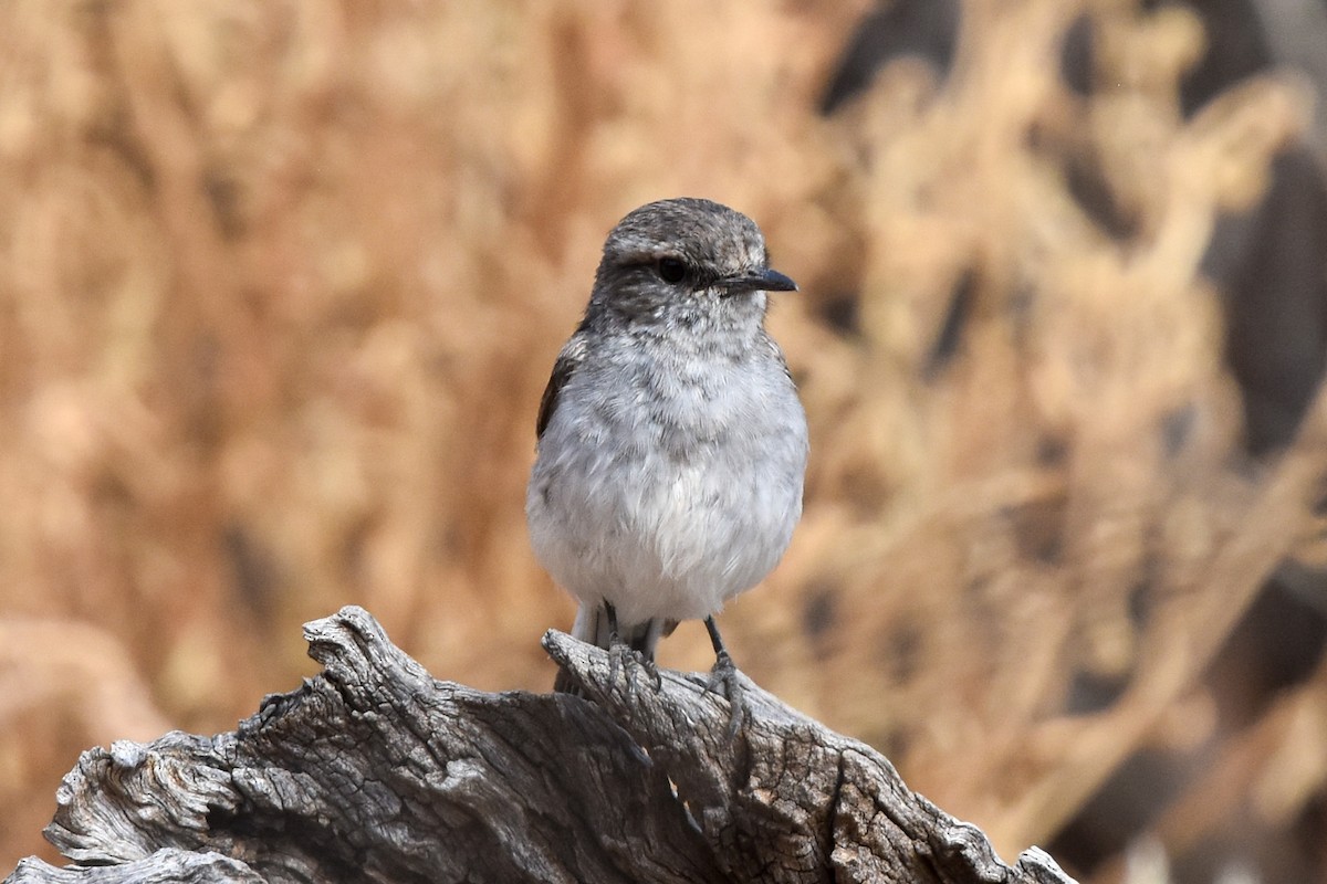 Hooded Robin - ML609835545