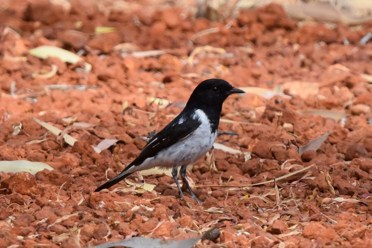 Hooded Robin - ML609835546