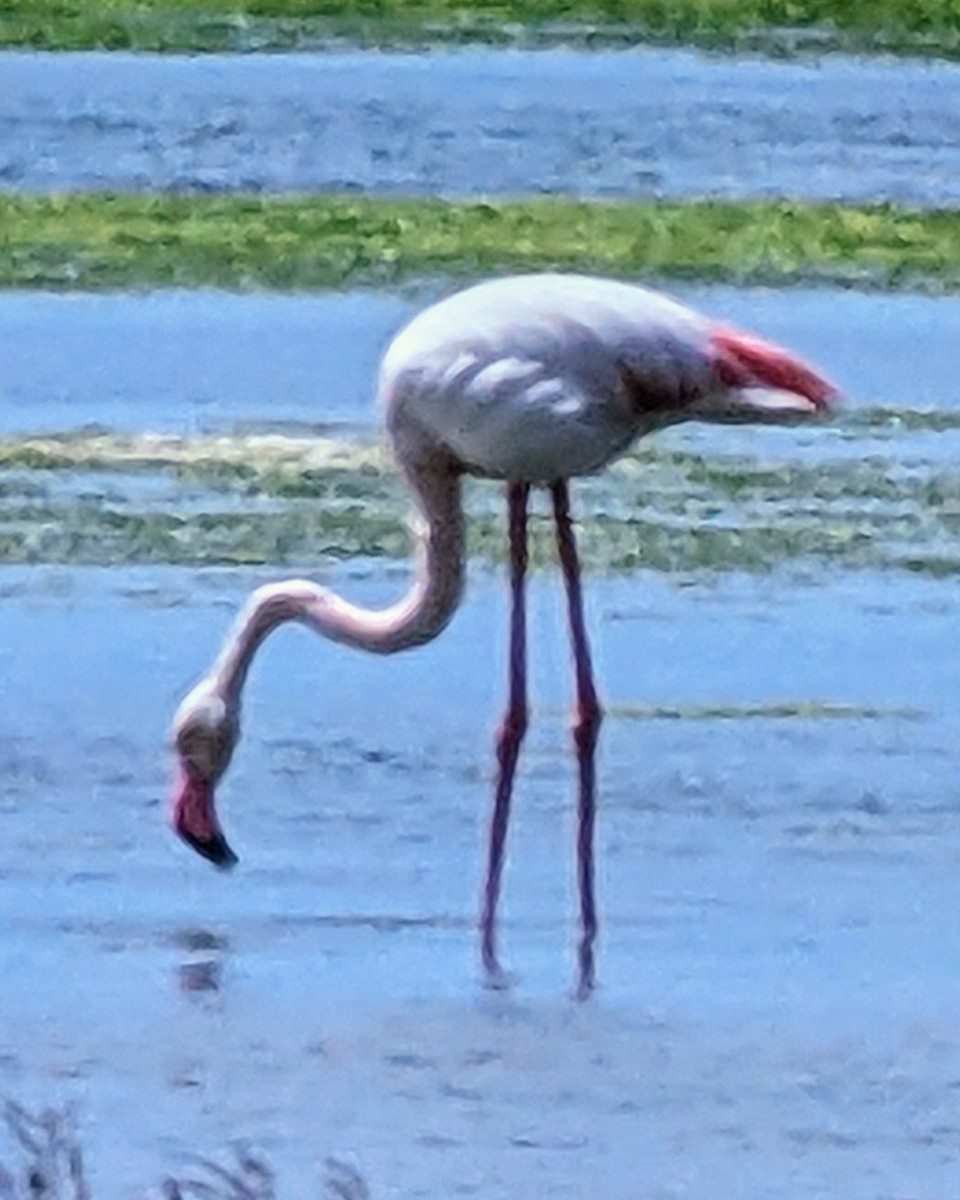 Greater Flamingo - ML609835548