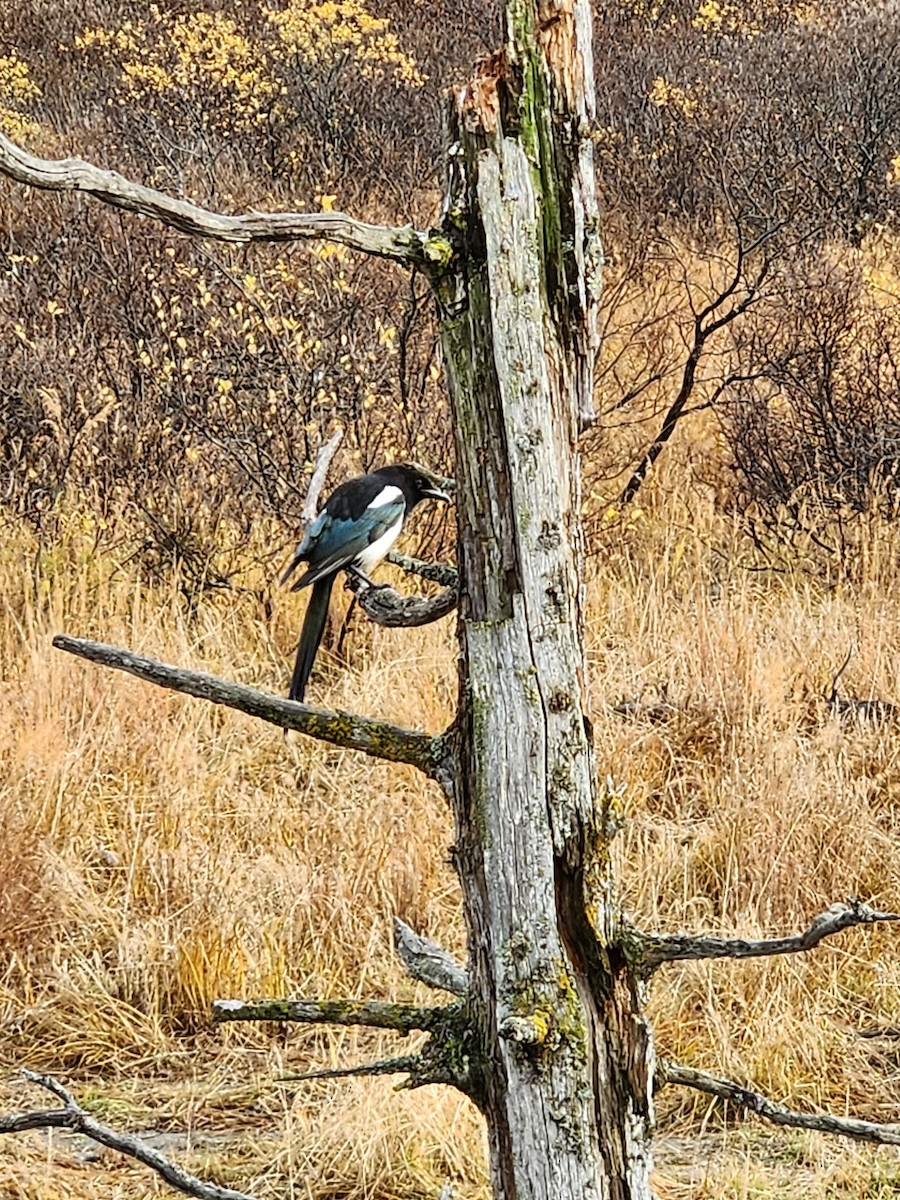 Black-billed Magpie - ML609835579