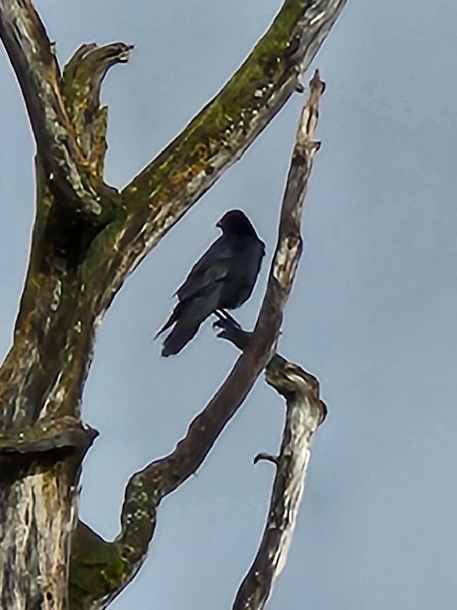 Common Raven - ML609835641