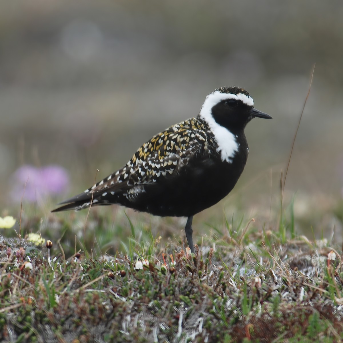 American Golden-Plover - Gary Rosenberg