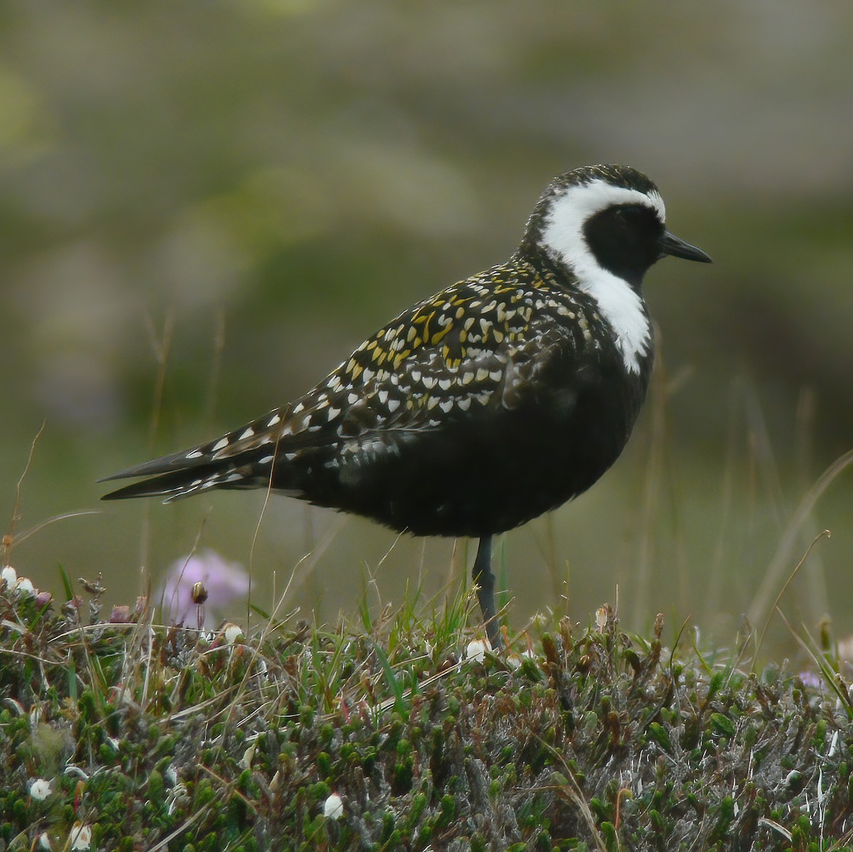 American Golden-Plover - Gary Rosenberg