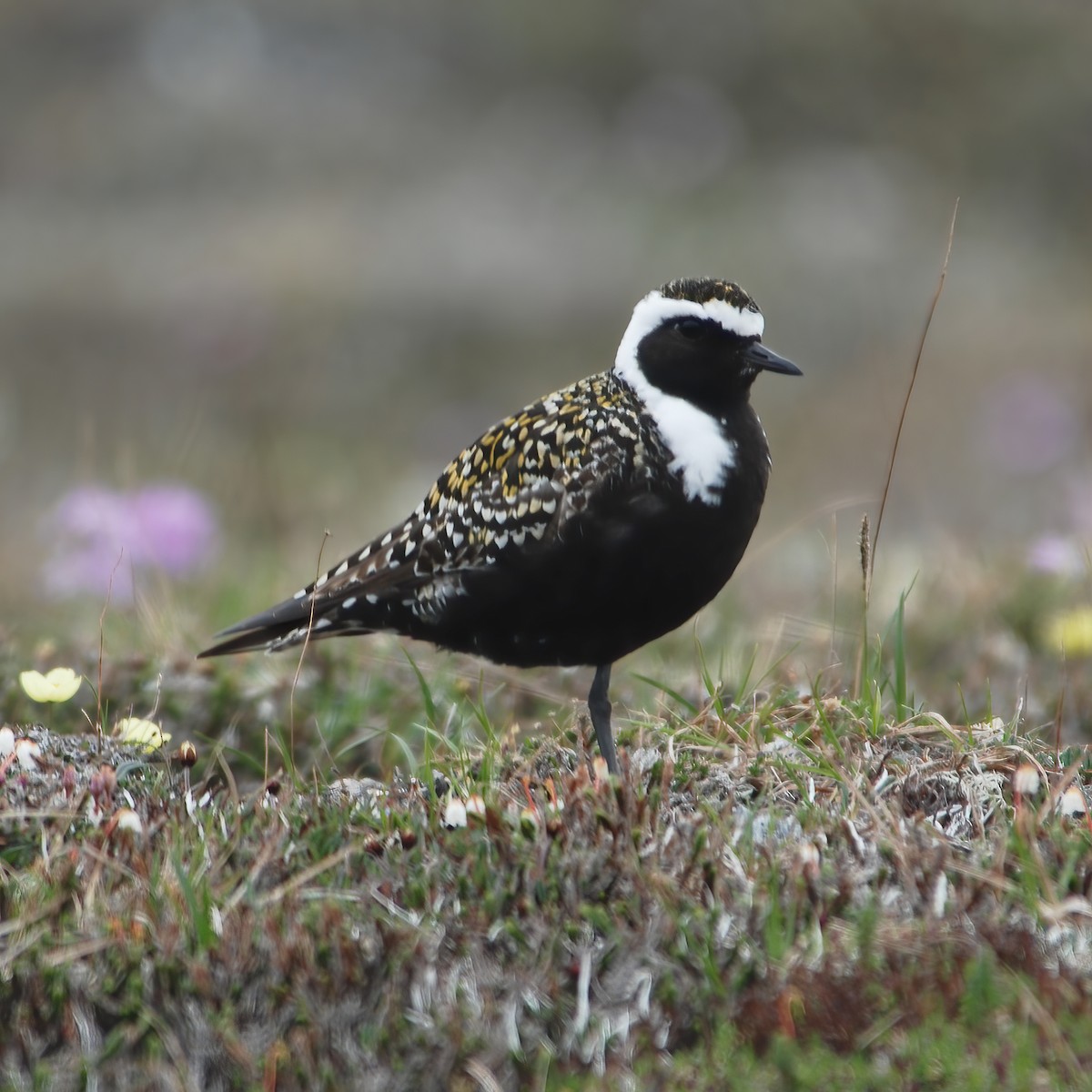 American Golden-Plover - Gary Rosenberg