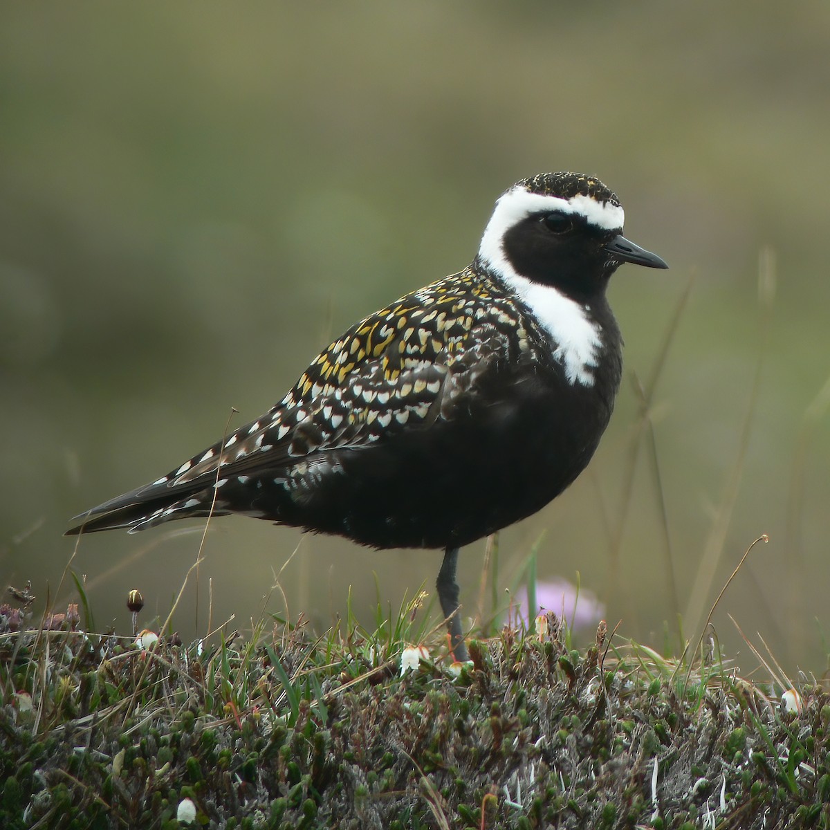 American Golden-Plover - Gary Rosenberg