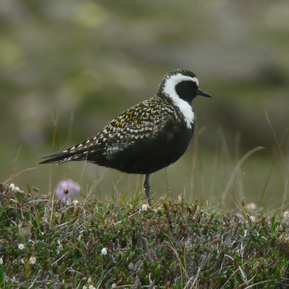 American Golden-Plover - Gary Rosenberg